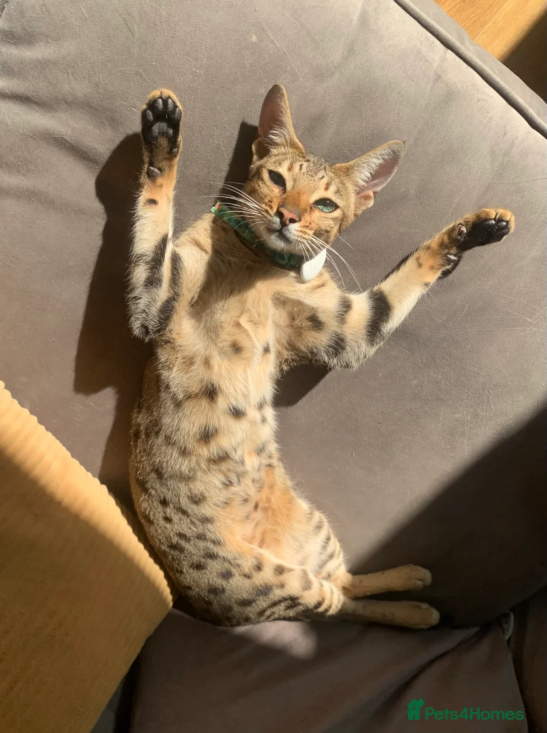 Savannah cats for sale: Savannah Cat, Female, 3 Years Old, F6, Indoor Cat - Advert 2