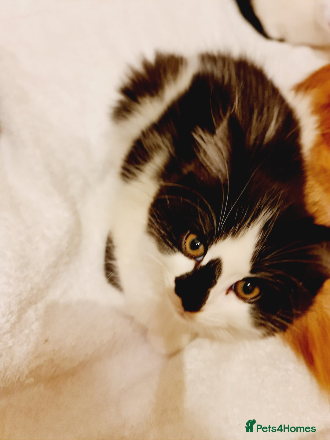 Mixed Breed cats for sale: 2 male kittens black&white - Advert 9