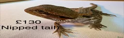 Bearded Dragon reptiles for sale: Beautiful baby bearded dragons  - Advert 4