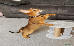 Abyssinian cats for sale: Ready now! Beautiful Abyssinians kittens❤️😍🤗 - Image 2