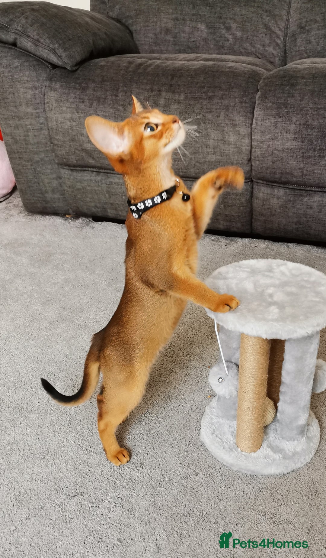 Abyssinian cats for sale: Ready now! Beautiful Abyssinians kittens❤️😍🤗 - Image 2