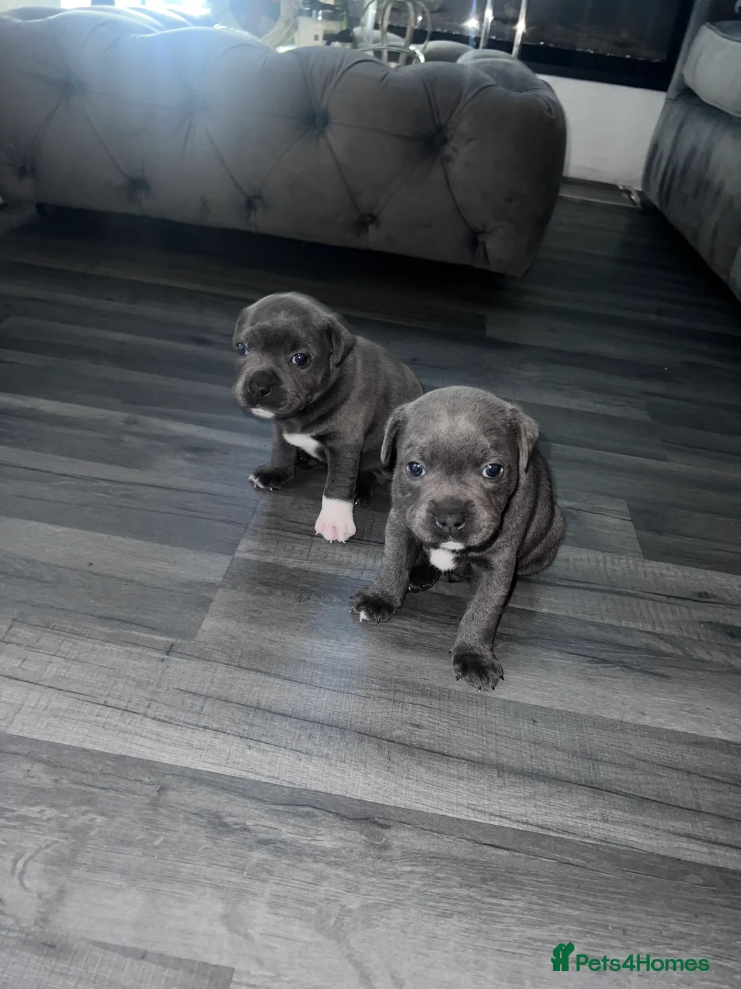Staffordshire Bull Terrier dogs for sale: LAST BOY LEFT KC REGISTERED 5 STAR BLUE   - Advert 8