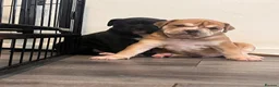 Alapaha Blue Blood Bulldog dogs for sale: Alapaha blue blood bulldog - Advert 16