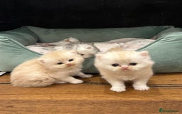 Persian cats for sale: Chinchilla kittens  - Image 16