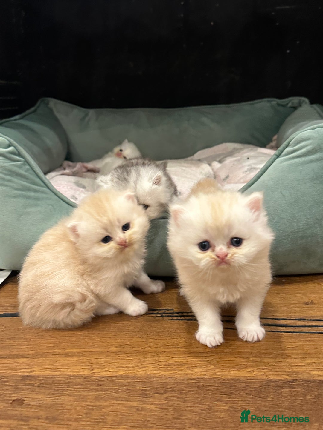 Persian cats for sale: Chinchilla kittens  - Image 16