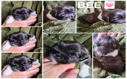 Lhasa Apso dogs for sale: Beautiful Lhasa apso pups - Image 3