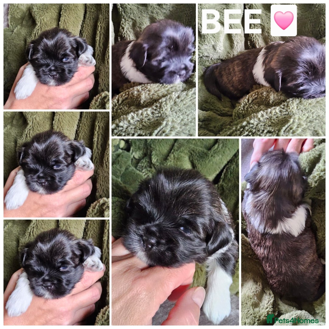 Lhasa Apso dogs for sale: Beautiful Lhasa apso pups - Image 3