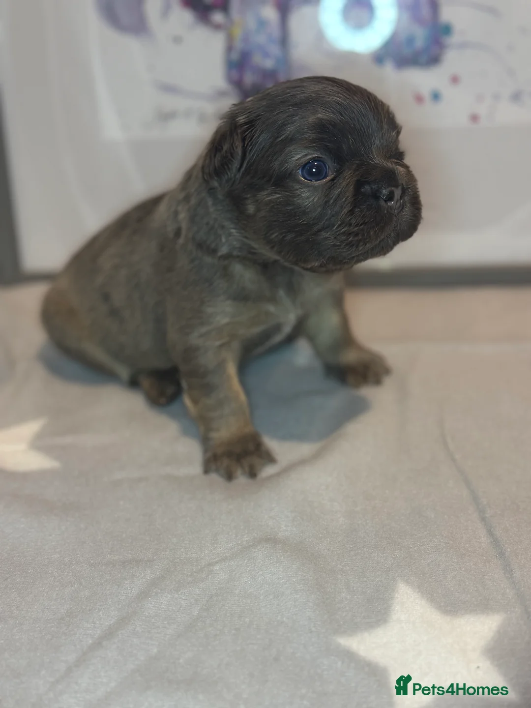 French Bulldog dogs for sale: *PRICE DROP* Fluffy French Bulldog Puppies - Advert 23