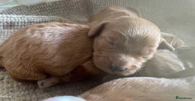Cockapoo dogs - Advert 11