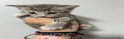 Mixed Breed cats for sale: Cute kittens for sale  in Canterbury - Advert 2