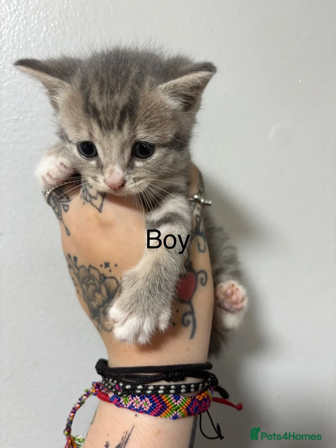 Mixed Breed cats for sale: Cute kittens for sale  in Canterbury - Advert 2