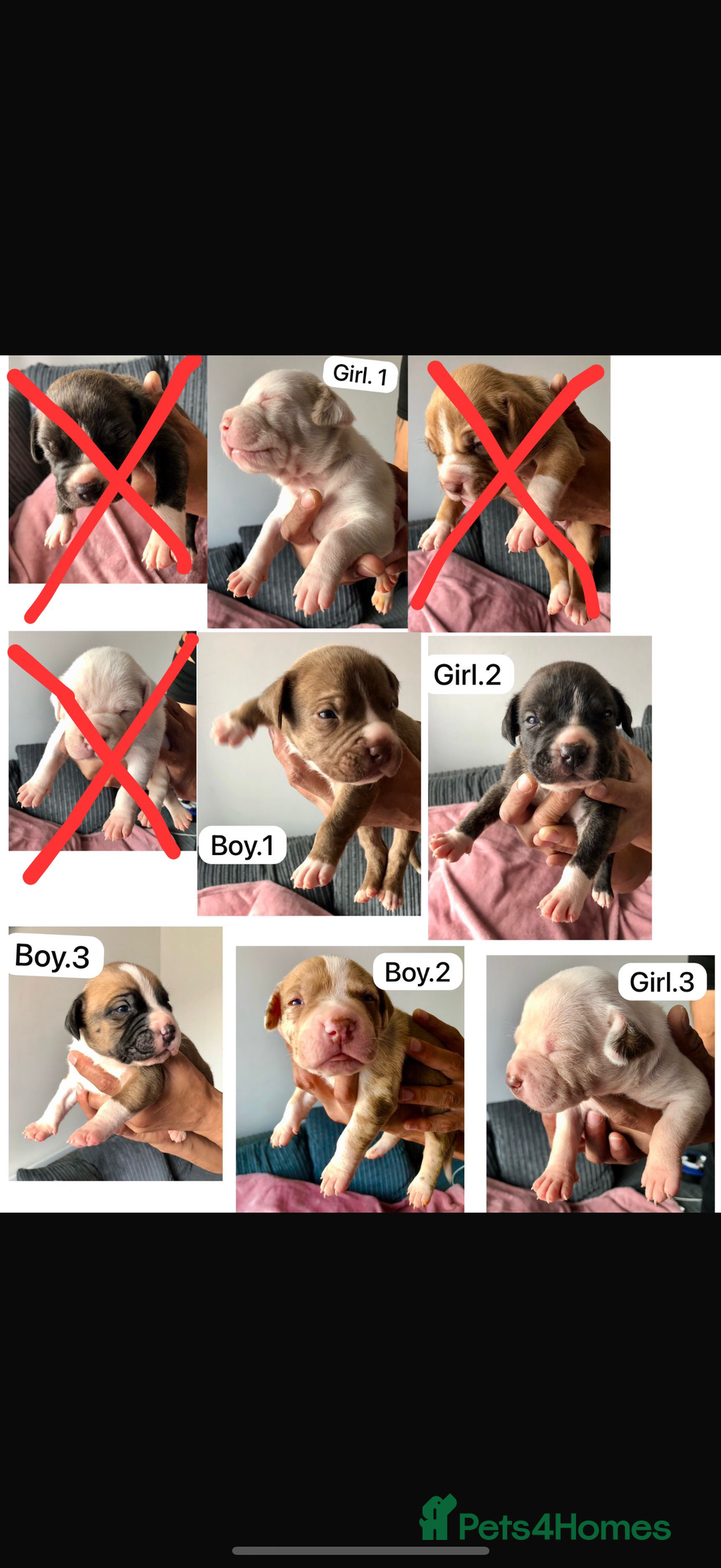 Mixed Breed dogs for sale: American bulldogs  - Image 1