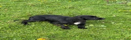 Cocker Spaniel dogs for sale: KC Registered Spayed Adult Female - Advert 3
