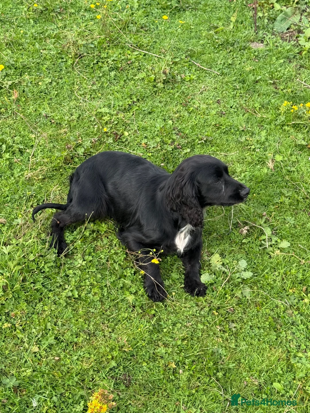 Cocker Spaniel dogs for sale: KC Registered Spayed Adult Female - Advert 3