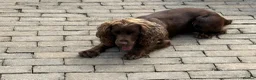 Cocker Spaniel dogs for stud: Teddy stud Dog  - Advert 6