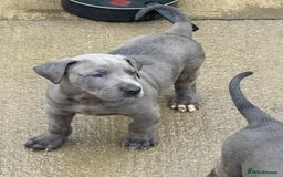 Great Dane dogs for sale: Great Dane puppies looking for forever homes  - Image 5