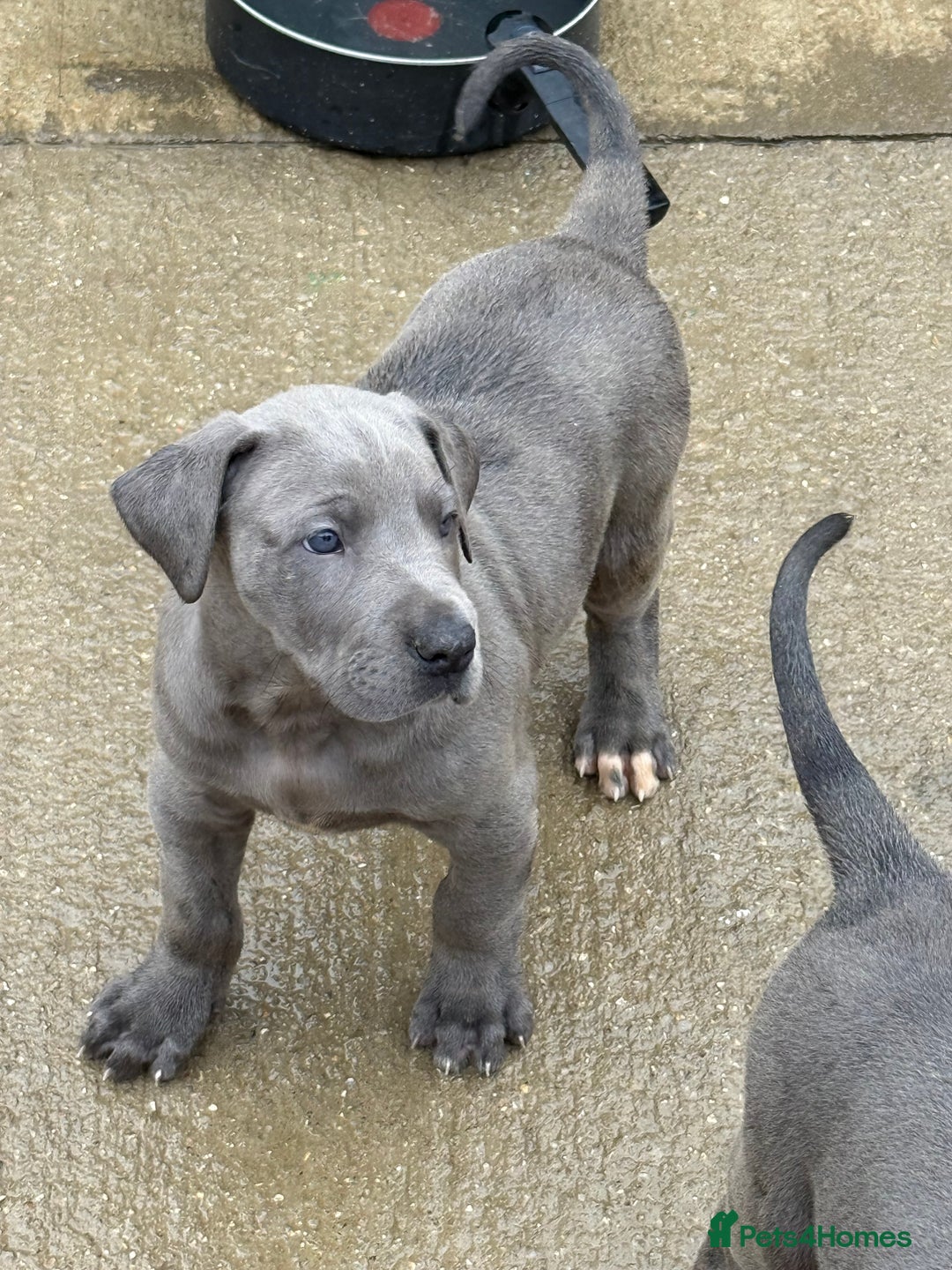 Great Dane dogs for sale: Great Dane puppies looking for forever homes  - Image 5
