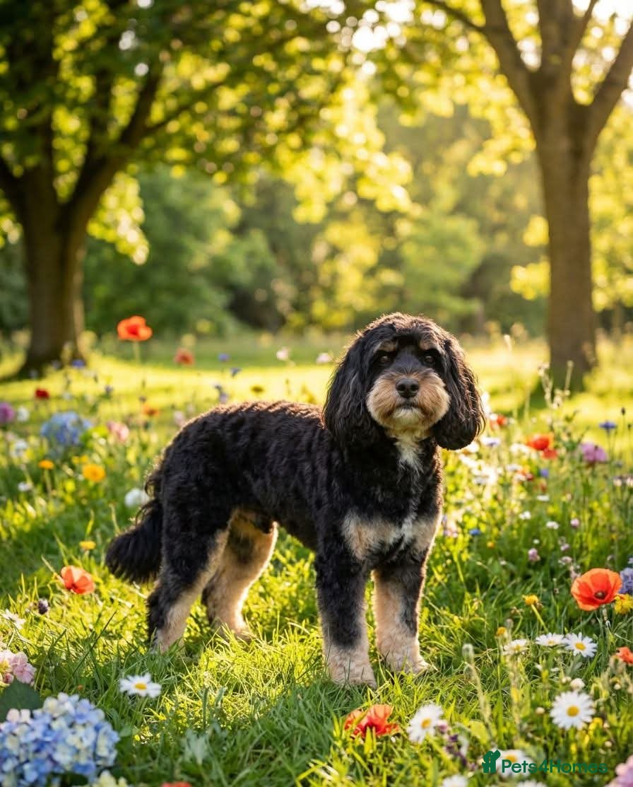 Cockapoo dogs Our gorgeous boy is available for stud  - Advert 9