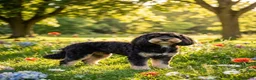 Cockapoo dogs for stud: Our gorgeous boy is available for stud  in Chatteris - Advert 1
