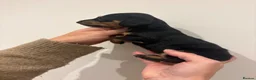 Miniature Dachshund dogs for sale: GORGEOUS KC MINIATURE DACHSHUND PUPPIES  - Advert 16
