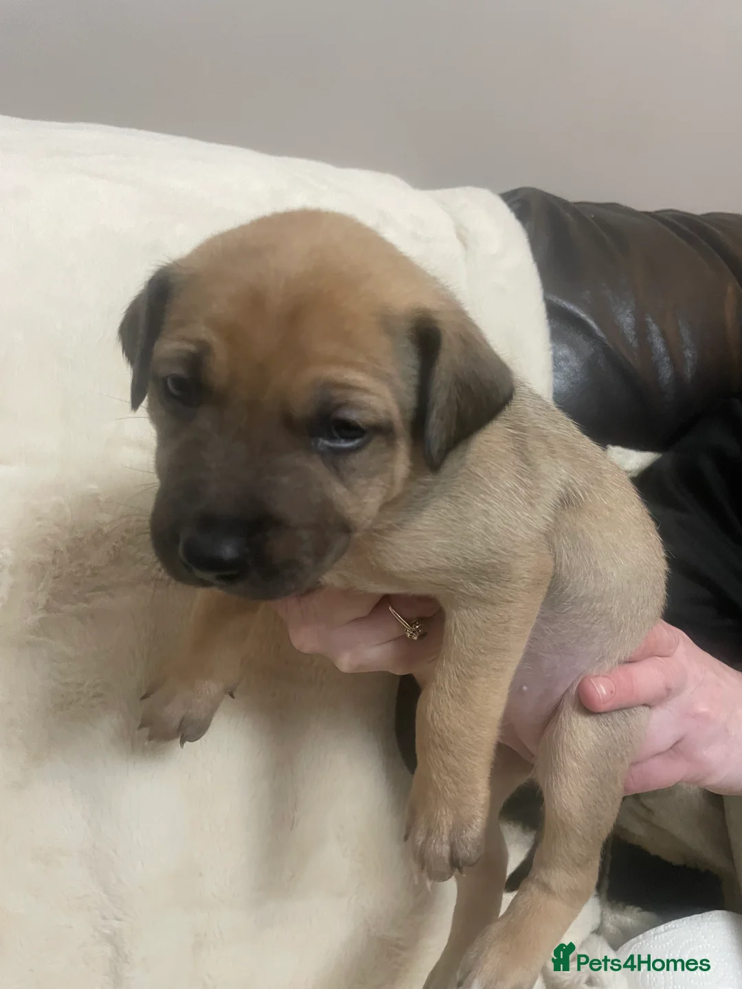 Mixed Breed dogs for sale: Beautiful Staffy x Collie Pups, 4 male 5 girls - Advert 21