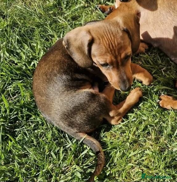 Dachshund dogs Missing/possible taking- he already has a home.  - Advert 3