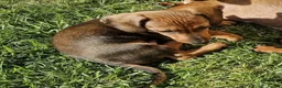 Dachshund dogs for sale: Missing/possible taking- he already has a home.  - Advert 1