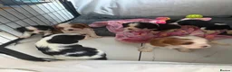 Cavalier King Charles Spaniel dogs for sale: 🐶Kc cavalier dna clear puppies 🐶4 boys left - Advert 19