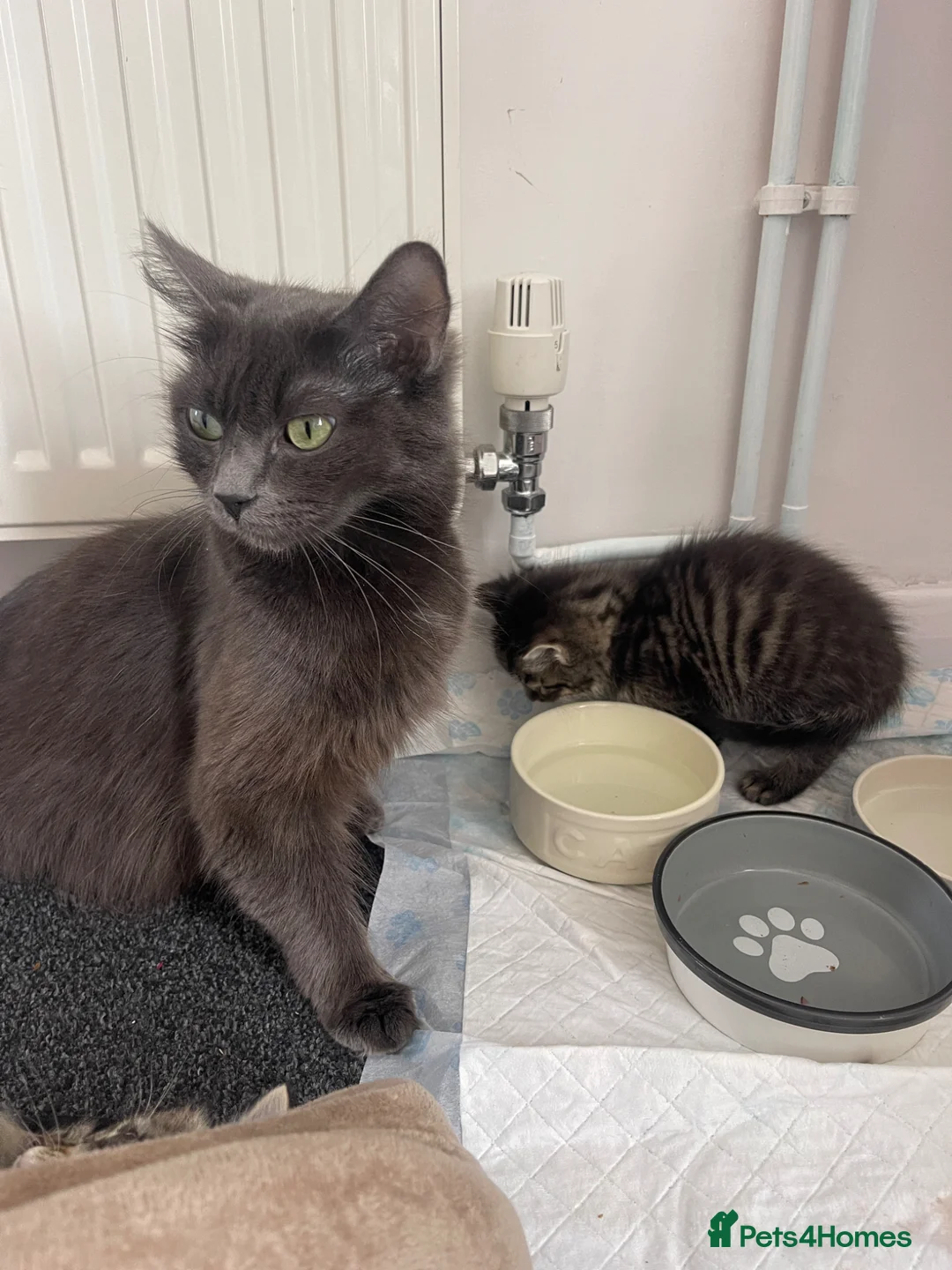 Mixed Breed cats for sale: Beautiful Brown Tabby Kitten - Advert 6
