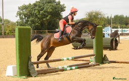 Arabian horse horses for sale: Part Bred 14.2hh Arab alrounder - Image 4
