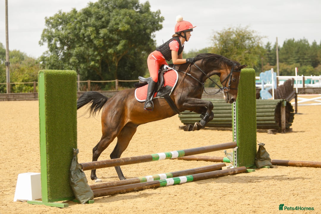 Arabian horse horses for sale: Part Bred 14.2hh Arab alrounder - Image 4