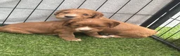 Cocker Spaniel dogs for sale: Cocker spaniel Pups - Advert 17