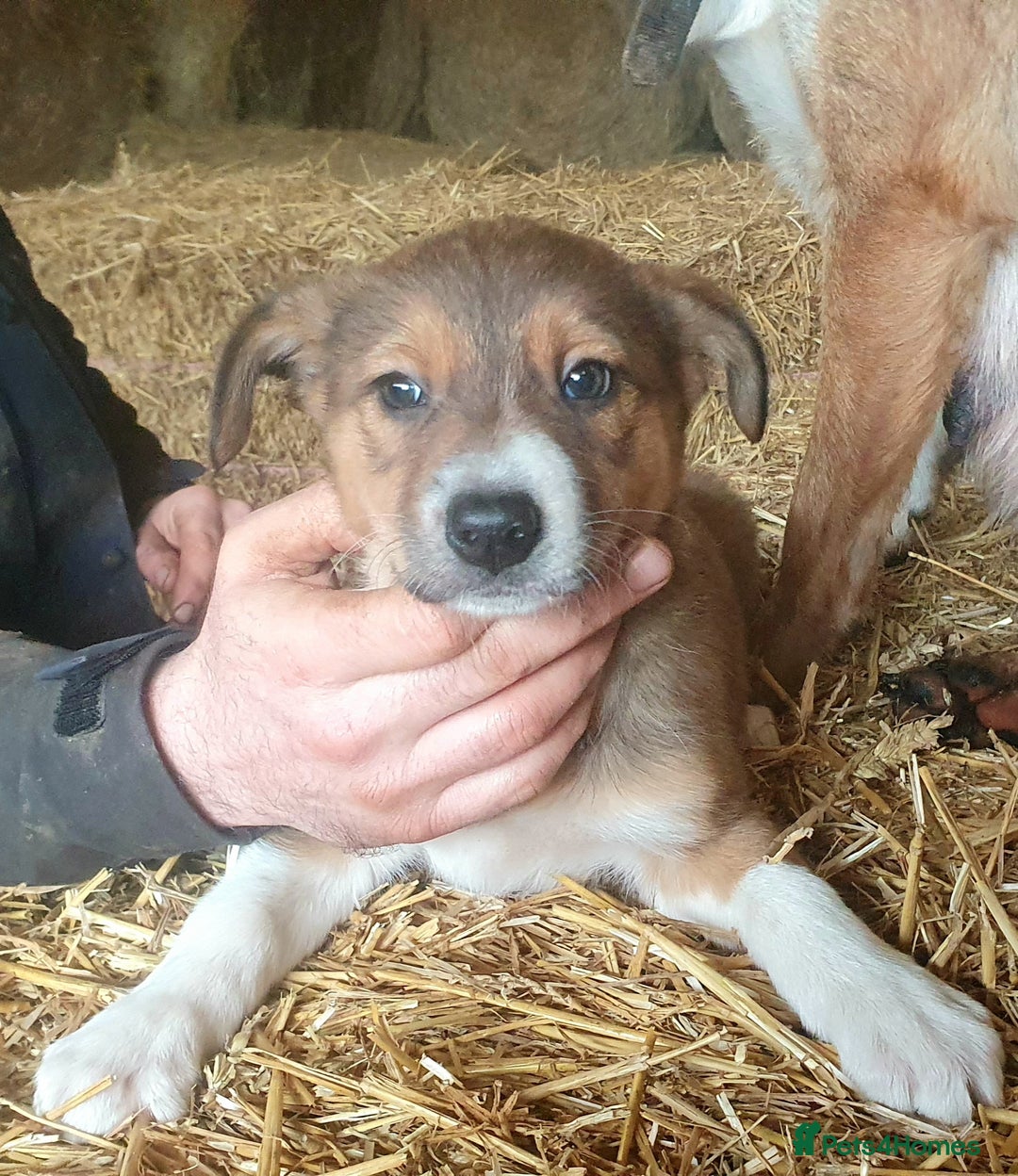 Border Collie dogs for sale: Gorgeous Border Collie Puppies! - Advert 14