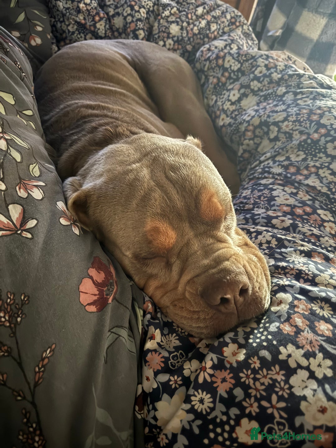 Olde English Bulldogge dogs for sale: Old English in need of a loving home  - Advert 2