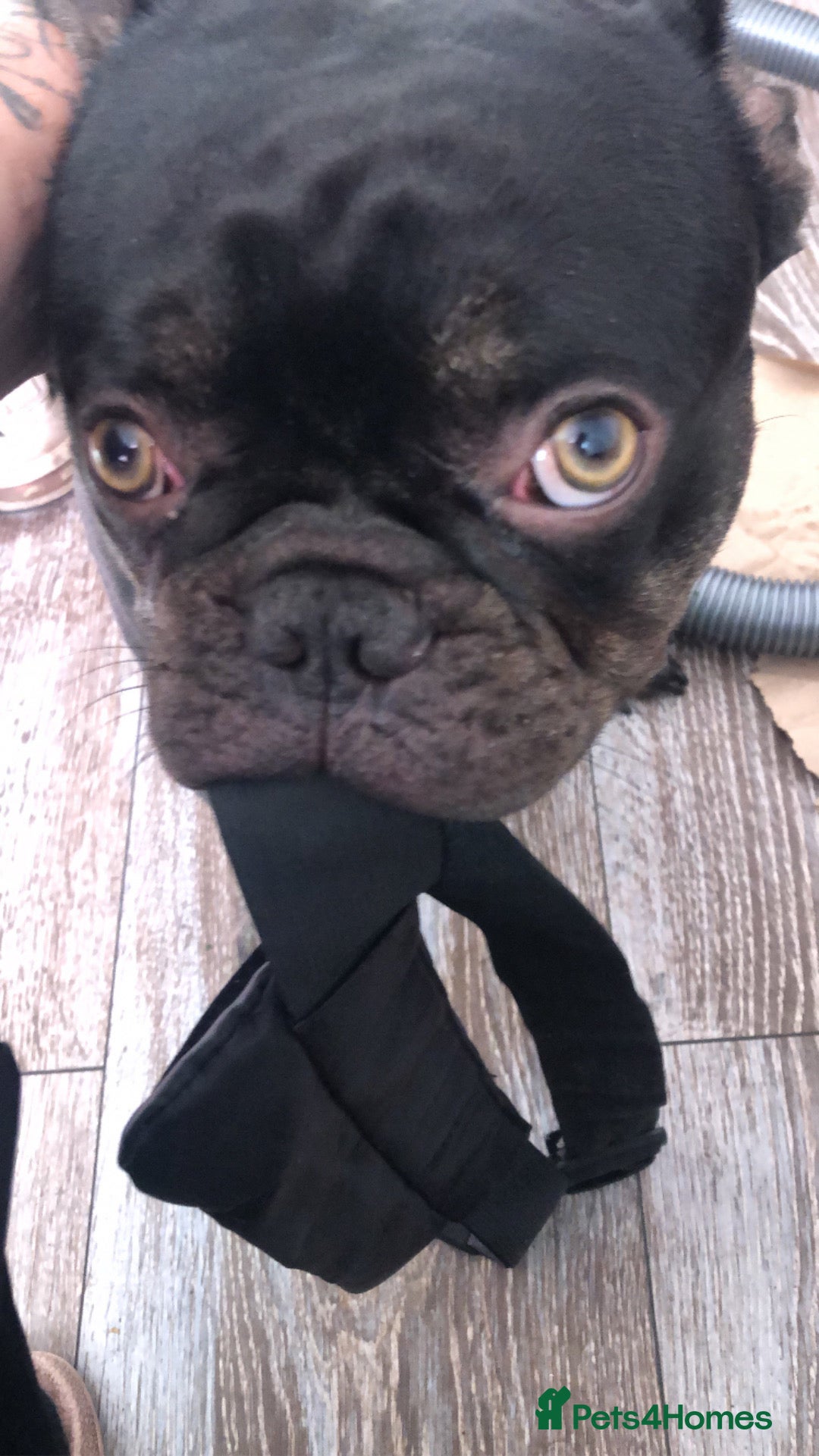 French Bulldog dogs for sale: French bulldog  - Image 2