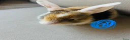Mixed Breed rabbits for sale: Mini lops and lionhead baby rabbits - Advert 4