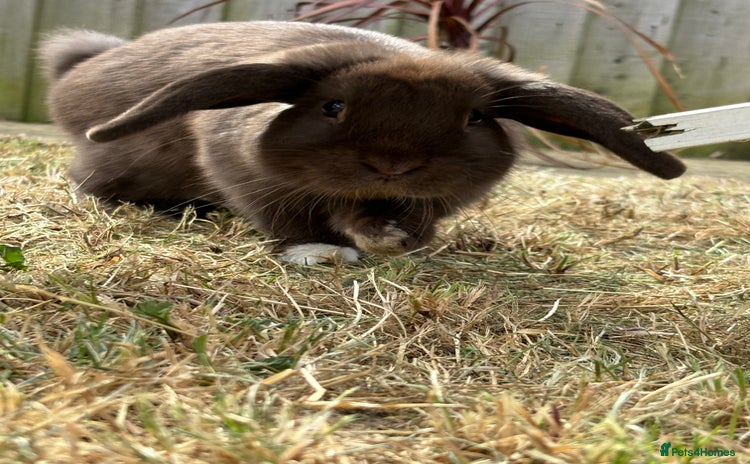 Mini Lop rabbits for sale - Advert 1
