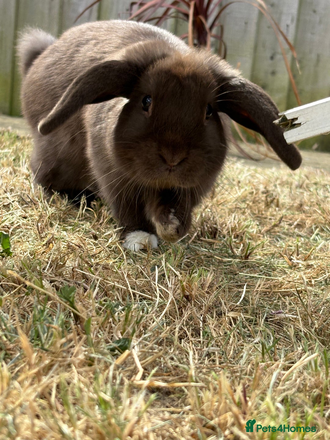 Mini Lop rabbits for sale: Rabbit  - Image 1