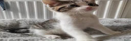 Mixed Breed cats for sale: Gorgeous kittens  - Advert 16