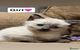 Mixed Breed cats for sale: Kittens for sale  - Advert 14