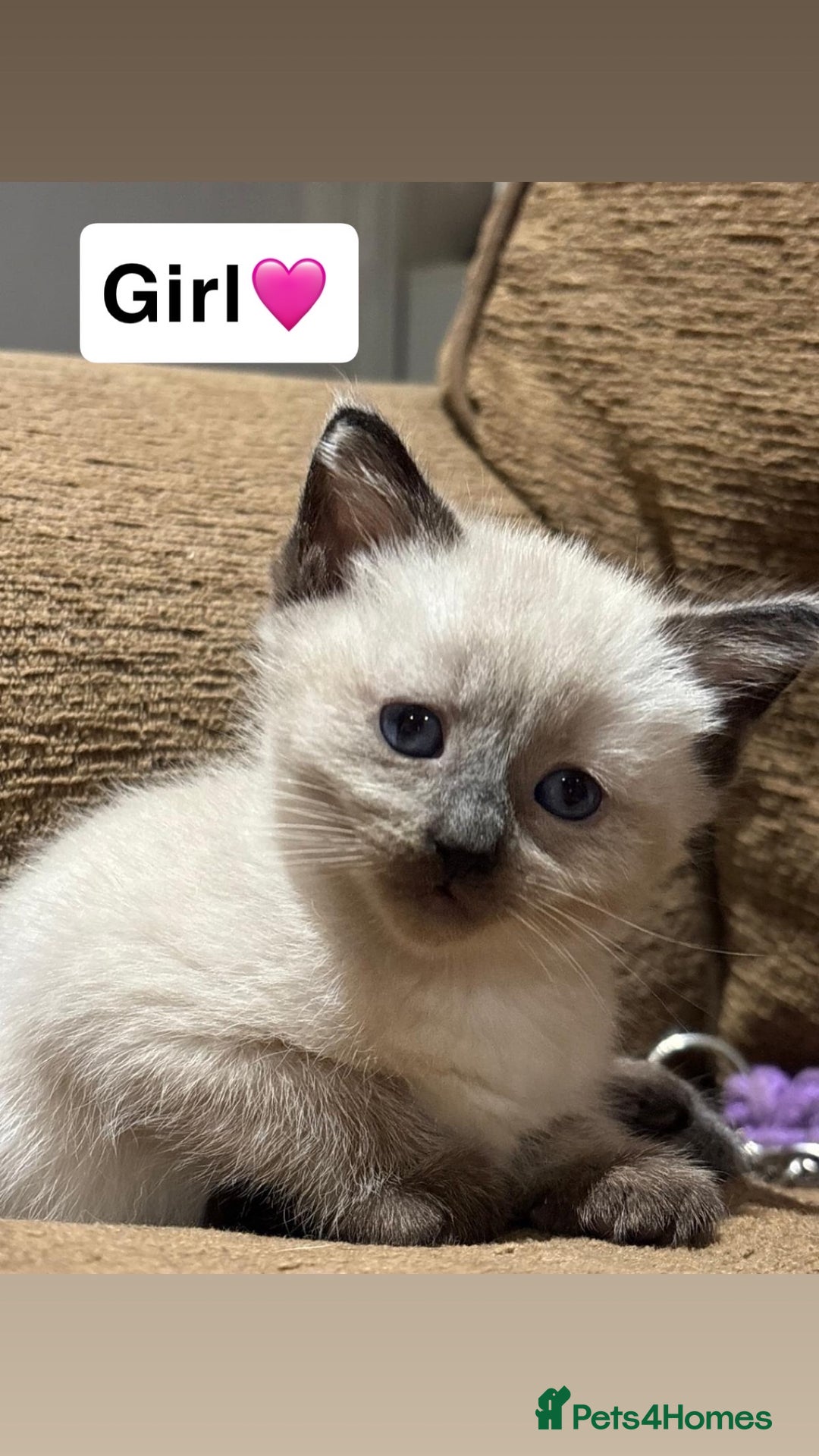 Mixed Breed cats for sale: Kittens for sale  - Advert 14