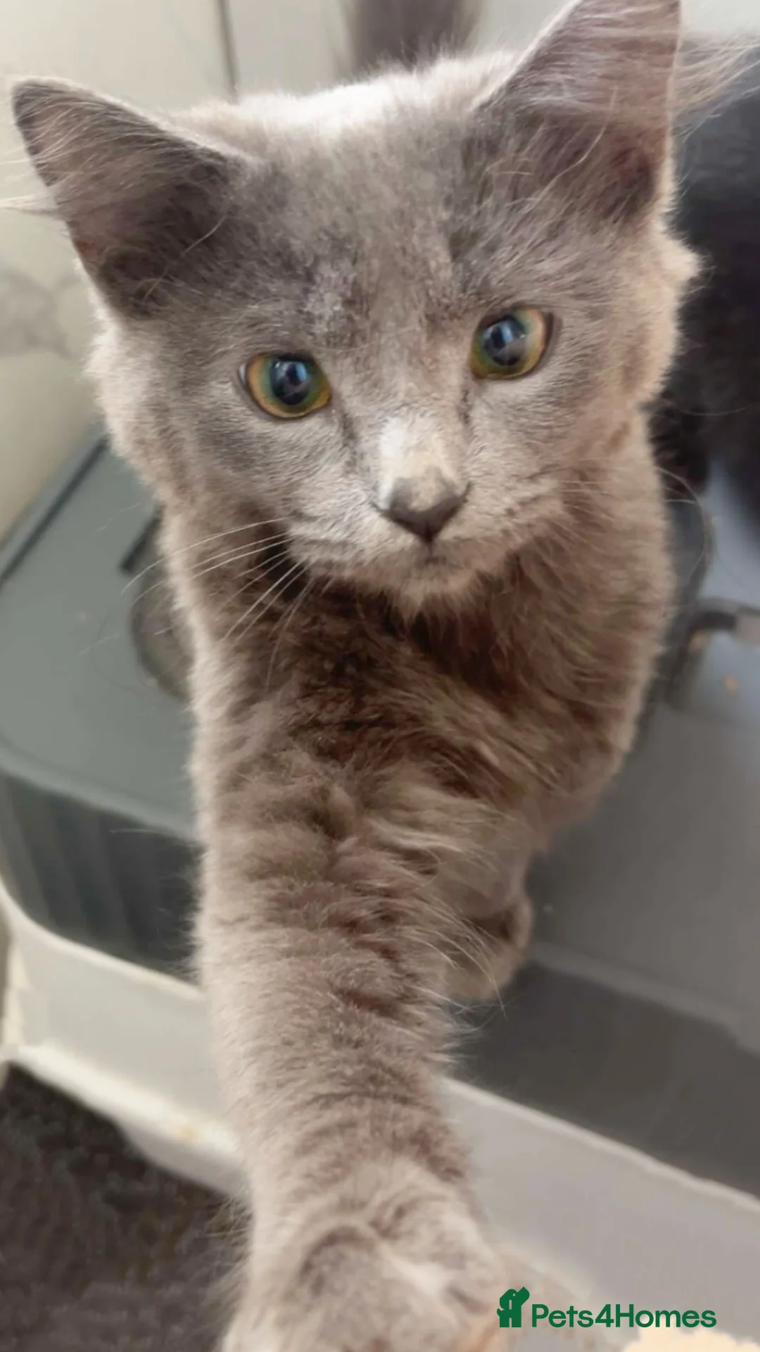 Persian cats for sale: Elegant Grey Fluffy Cat - Advert 2