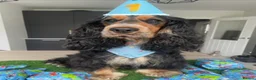 Cocker Spaniel dogs for sale: KC Reg Show Type Cocker Spaniel Puppies in Melton Mowbray - Advert 9