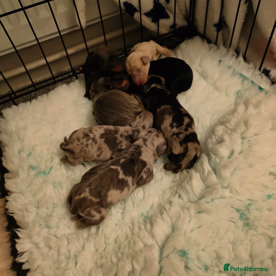 Dachshund dogs for sale: Dachshund puppies - Advert 26