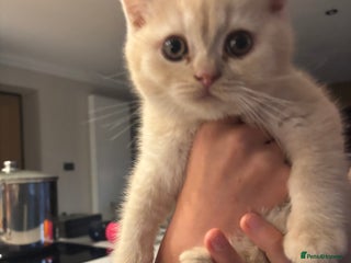 British Shorthair cats - Advert 11