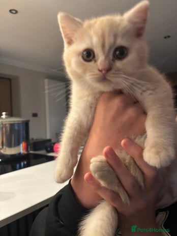 British Shorthair cats - Advert 1