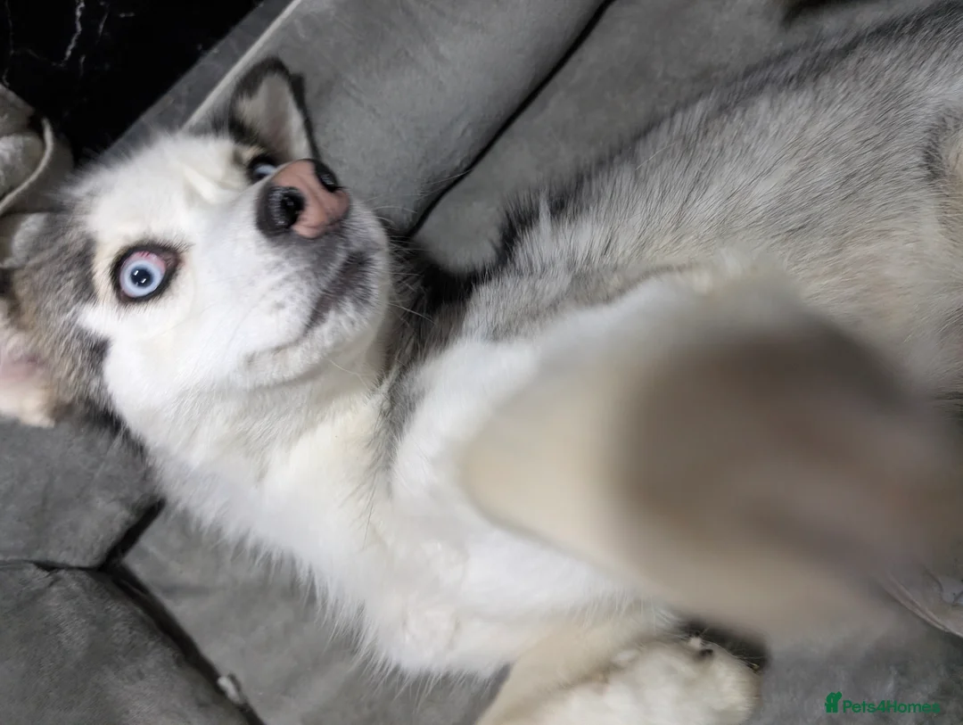 Siberian Husky dogs for sale: Shenzi 21months old  - Advert 5