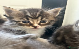 British Shorthair cats for sale: Beautiful British short hair mixed long hair  - Advert 30