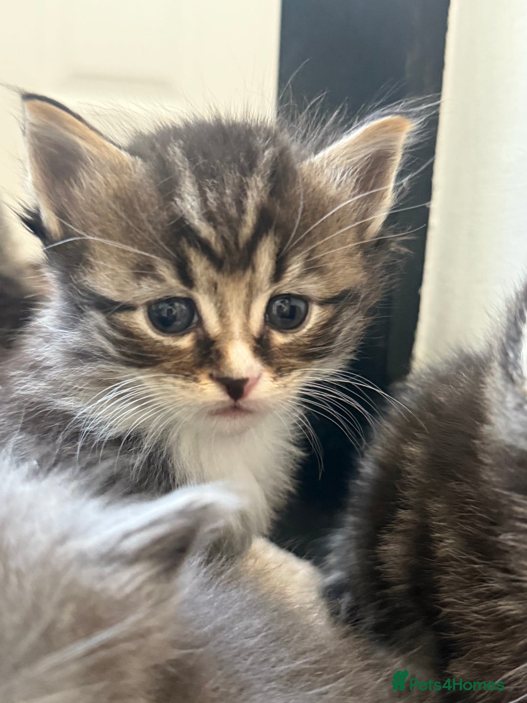 British Shorthair cats for sale: Beautiful British short hair mixed long hair  - Advert 30