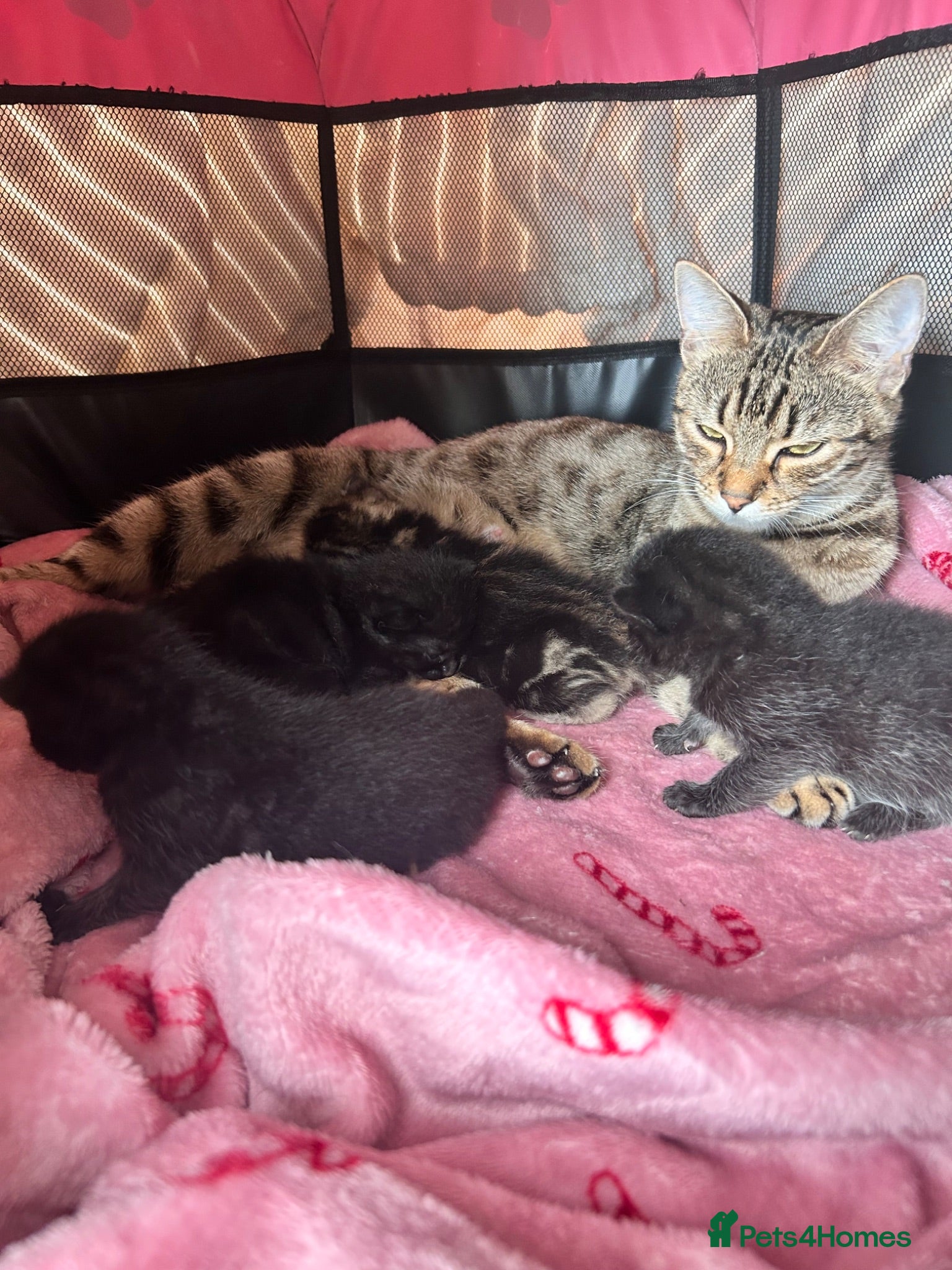 Mixed Breed cats Bengal mix kittens  - Advert 3